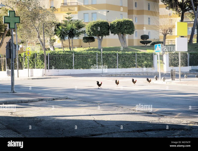Best chicken road online in Spain