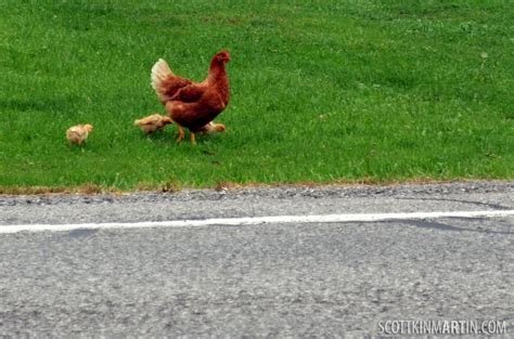 Speel Chicken Road Online Casino Spel Met Hoge Oogsten in Netherlands