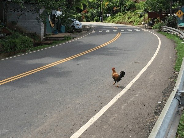 Spain - chicken road 2